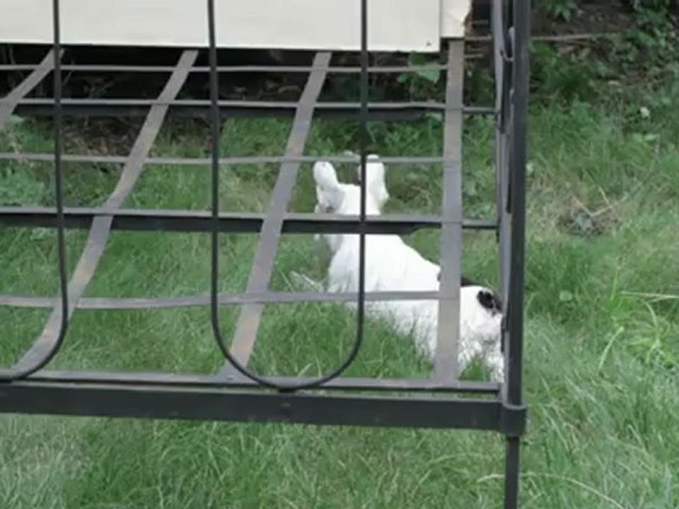 Colette et ses techniques d'approche vers Olga 5 juillet 2012