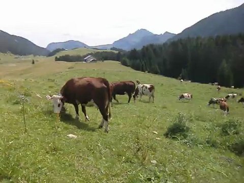 les vaches aux Glières