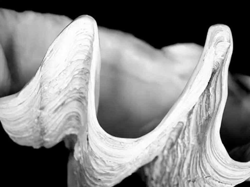 Absolutely Loved - Hawaii Wedding Photography