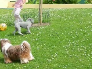 les petits pensionnaires