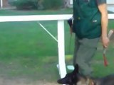 Amazing Obedience and Agility Dog Training