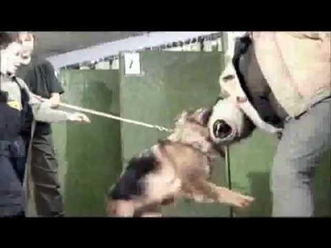 Become a Dog Trainer - Learn How to Train a Dog