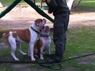 Obedience Dog Training in Public Places