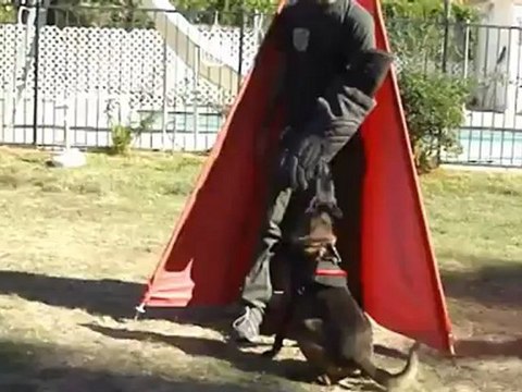 Shutzhund Dog Training - K9 Dog Training