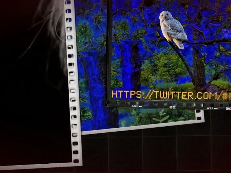 BORA CANYMANY    TIGERSWALK