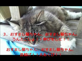 猫がネコろんだ！？
