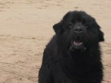 Quiberon  |  Droles de Chiens Sauveteurs en Mer  |  TV Quiberon 24/7