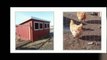 Healthy Chickens Begin With Sturdy Chicken Coops