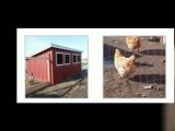 Healthy Chickens Begin With Sturdy Chicken Coops