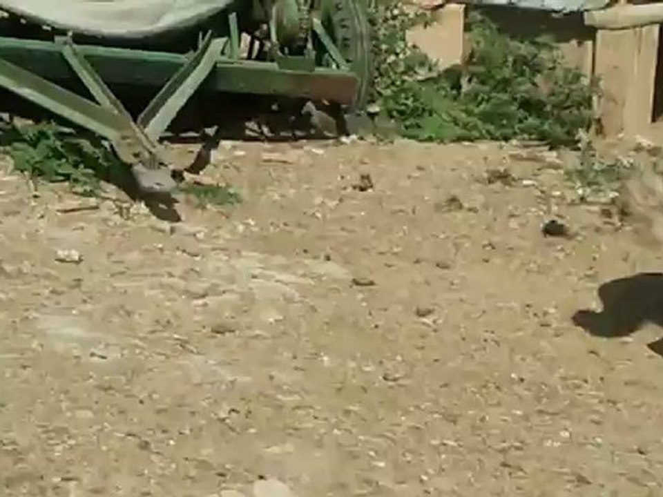 Video0197