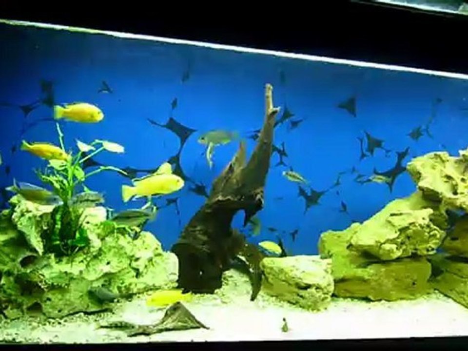 Cichlides Africain Tanganyika Malawi et autres