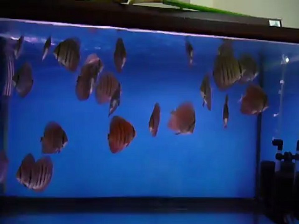 F4 Alenquerler Temmuz