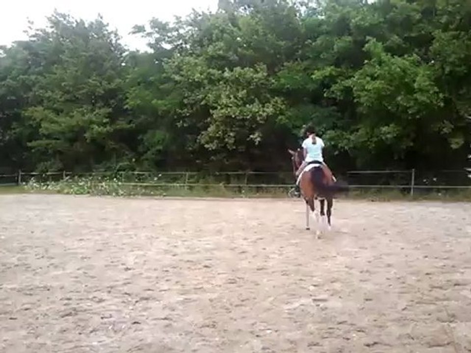 Dressage : galop-pas