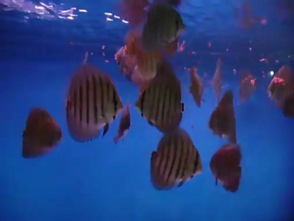 F4 Alenquerler beslenme