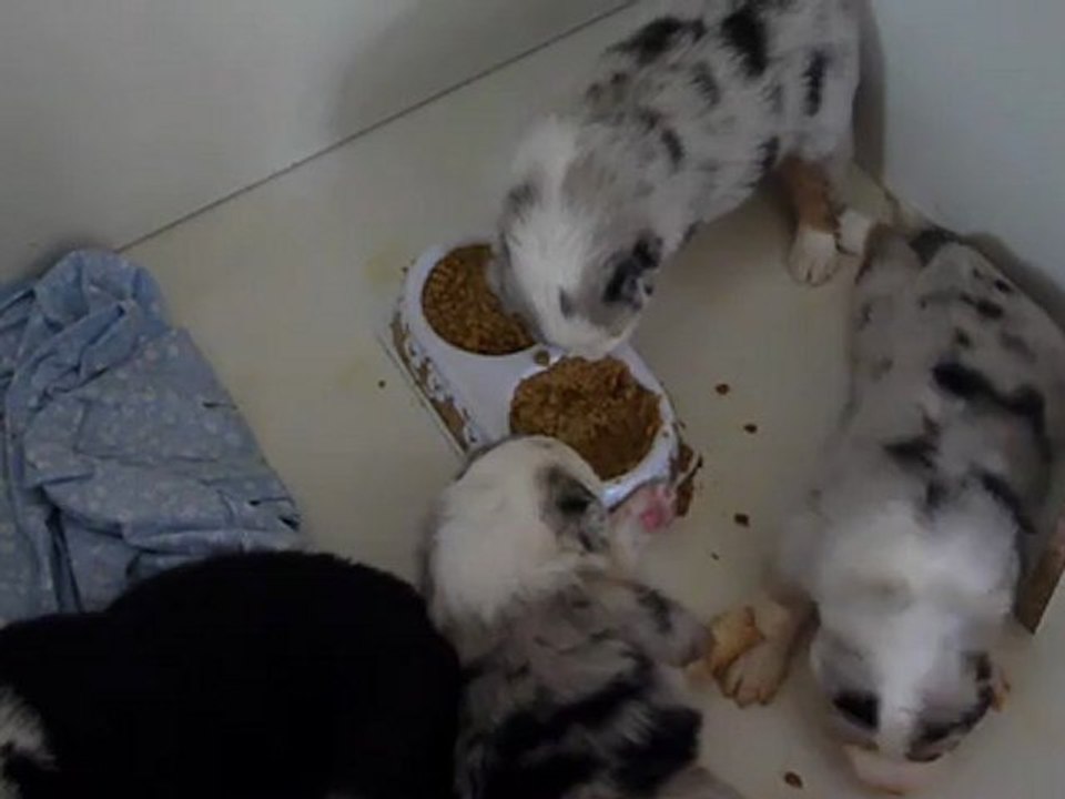 1er repas avec la gamelle