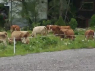 Αγελάδες έξω από το προπονητικό κέντρο του Άχενκιρχ