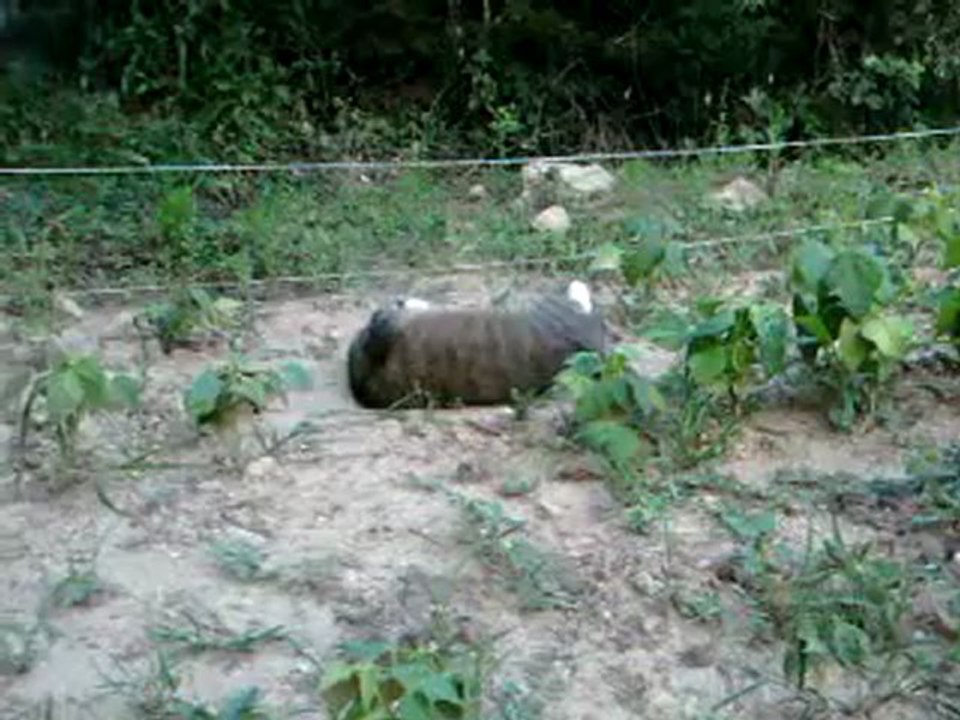 Farclas 070712