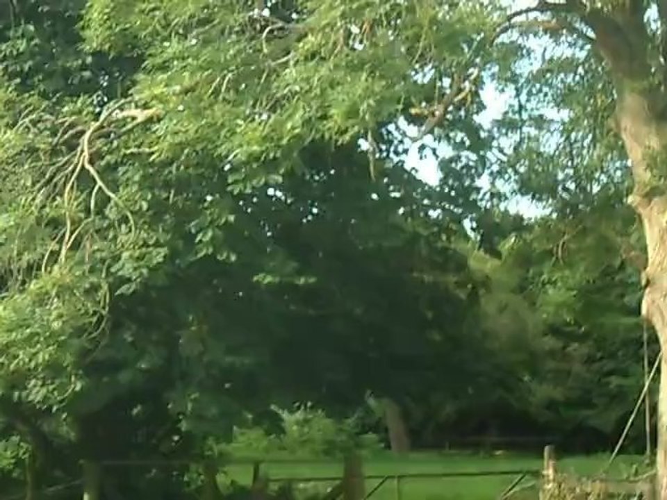 wild crow release after homeopathic treatment - AVMC - UK