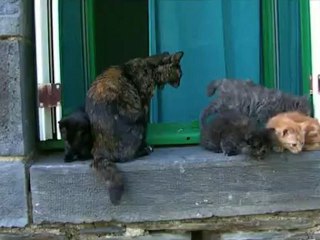 le chat tôt de ma mère