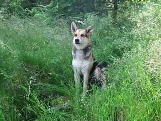 A cheval autour de Tence (43)