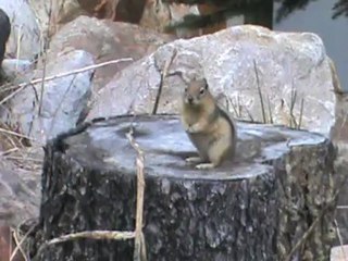 squirrel