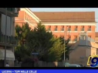 Lucera | Topi nelle celle