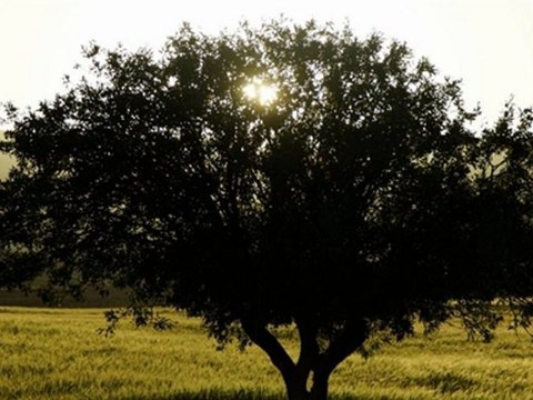 Musa Eroğlu - Yıldız Dağı (Samah) Yeni Albüm
