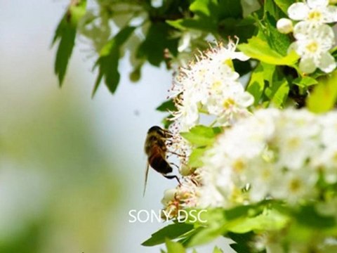 Musa Eroğlu - 2012 Zamansız Yağmur (Yeni Albüm)