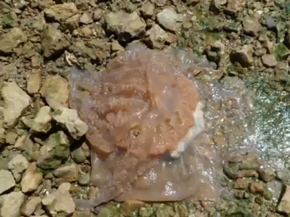 NOS%20VACANCES%20A%20PORNIC