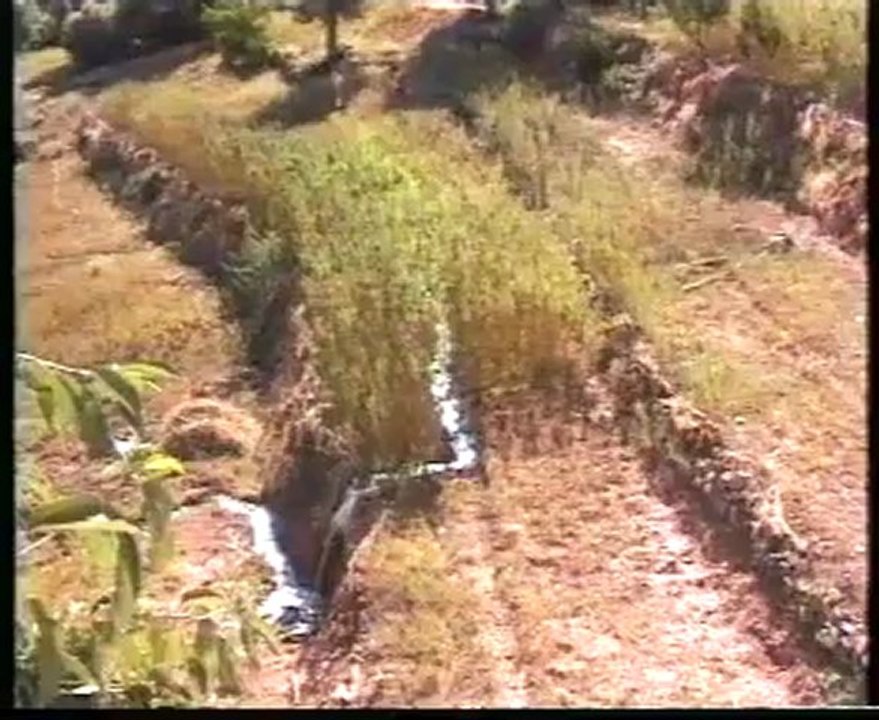 Documentaire sur la Culture du Cannabis au Maroc