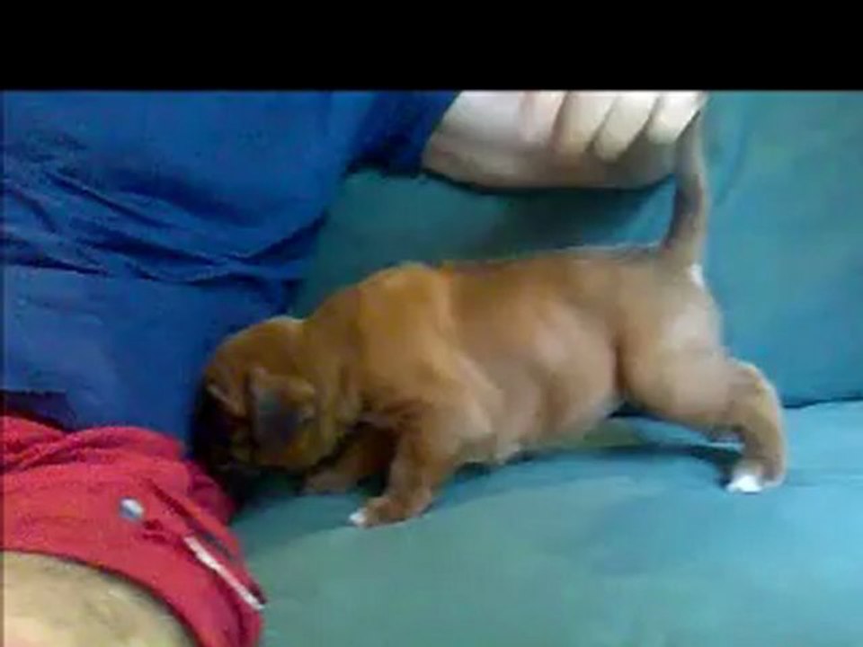 CHIOTS BOXER  MALE N°1 à 26 j