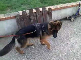 berger allemand se fait matter part des golden