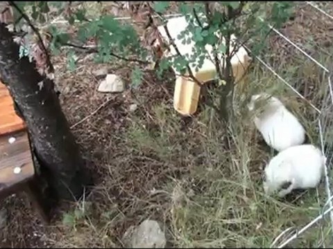 Cochons d'inde Us Teddies Himalayens en couple, Lars et Edda