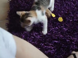 chaton qui joue