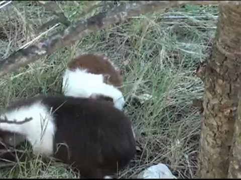 Groupe de Cochons d'inde Us Teddies en promenade au jardin