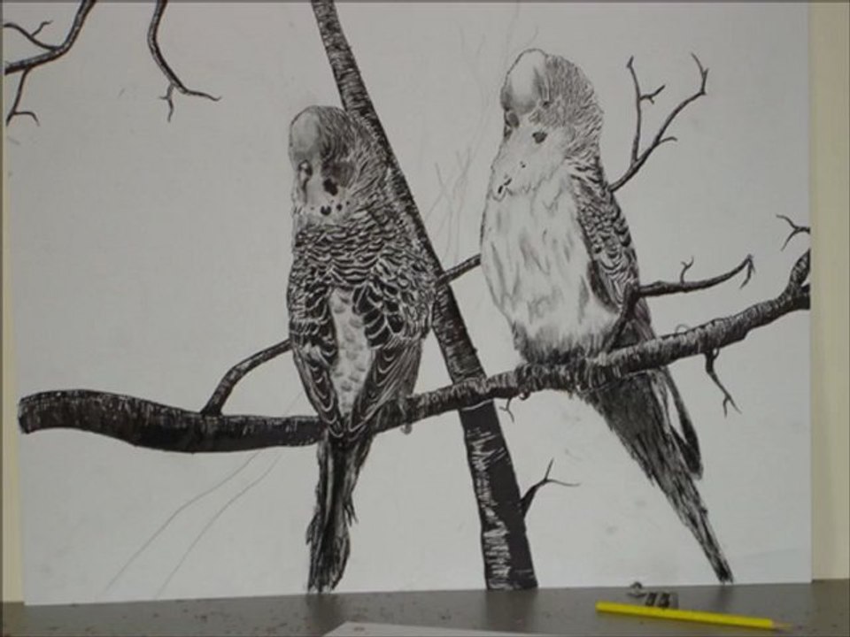 Dessin couple de perruches