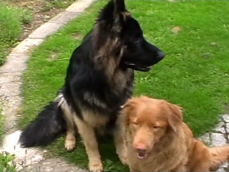 Pieski i kwiaty w ogrodzie