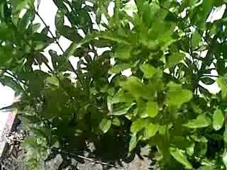 Adamım Mustafa Kemal Atatürk