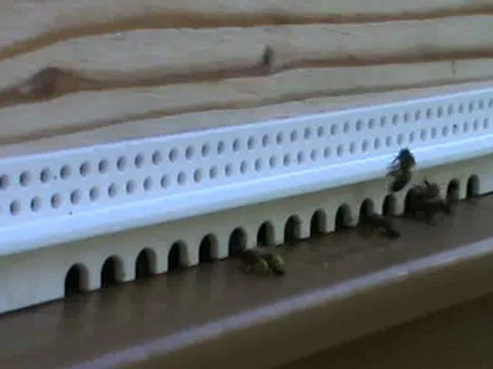 rentrée de pollen
