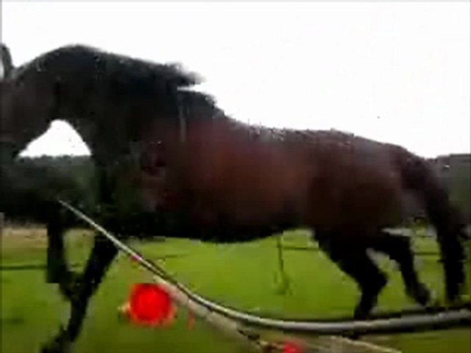 quattro thora saut