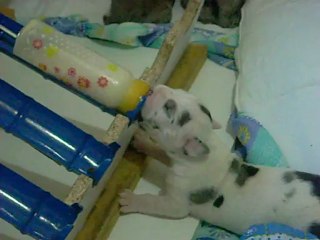 BIBRONATOR EN ACTION AVEC HARKO DE FORTUNA MAJEUR