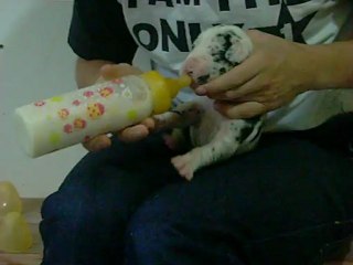 male arlequin de fortuna majeur en pleine tété!!!