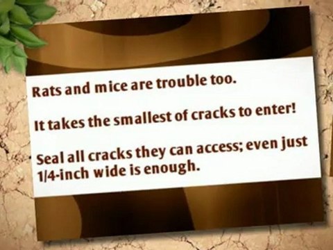 Tips for Residential Pest Control- Columbia Pest Control