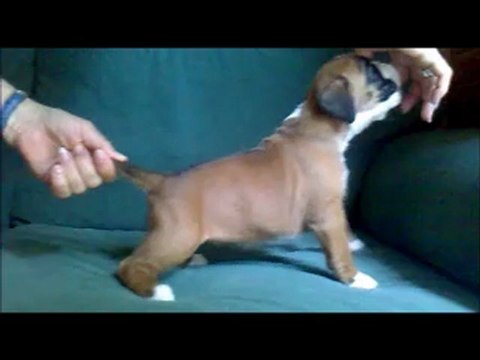 Chiots boxer les 3 femelles et Horky (M2) à 26 jours