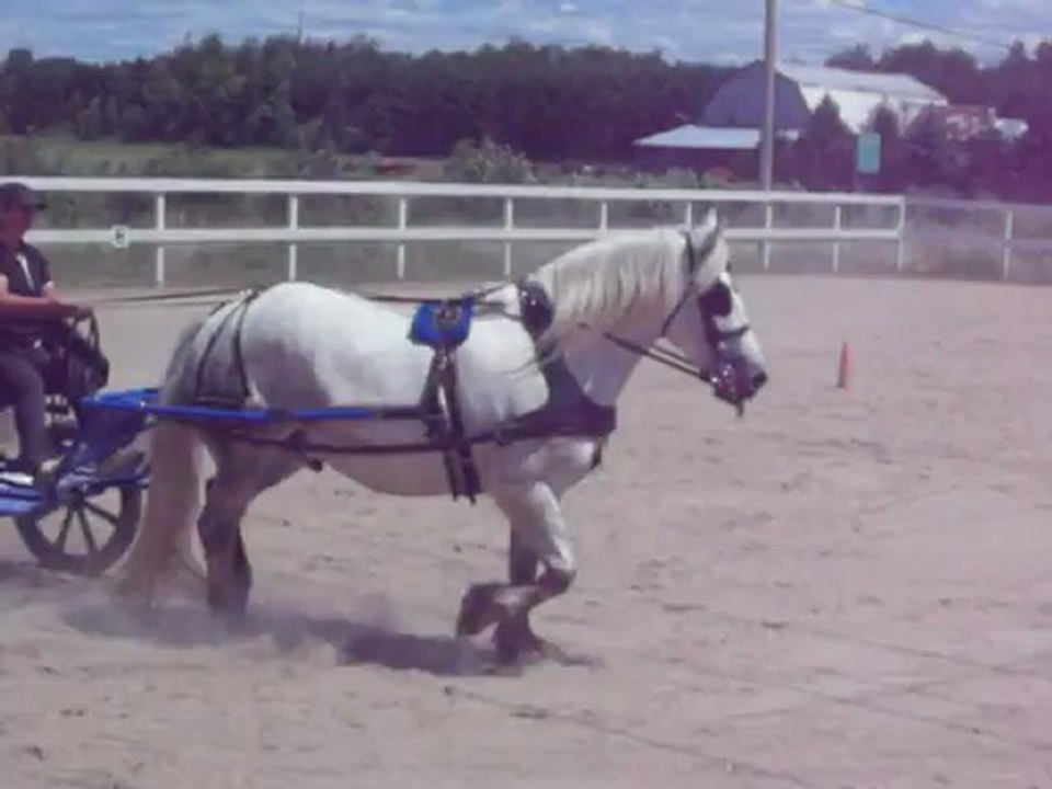 Percheron attelage