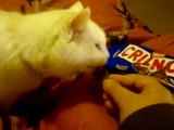 mon chat mange du chocolat ,j'ai eu 15ans le 3 avril 2012 ,voila ma recette de mon age .