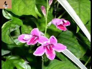 Bani Ghoshal- Aha Naam Hara Kon Phota Phool