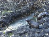 Baby seals playing in the pools, Wharariki Beach, NZ 2012