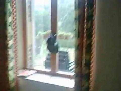 un intrus qui vient volé le pain au oiseaux mdrrrrr ***hervé***