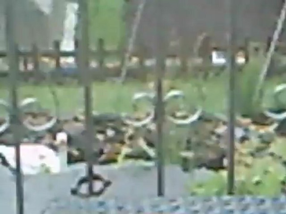 toujour ce petit écureuil qui vient faire son petit tour ***hervé***